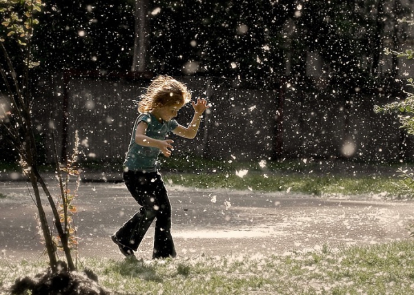 На вырубку тополей в детсадах и школах потратят 140 тыс. грн.
