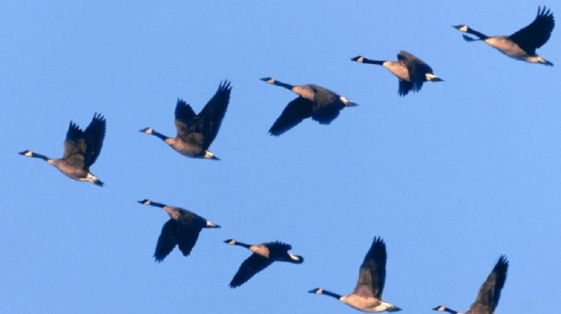 Народный прогноз: 28 сентября день Никиты Гусепролета