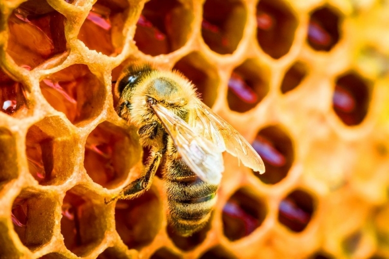 Савватий Пчельник-2018: что необходимо сделать 10 октября