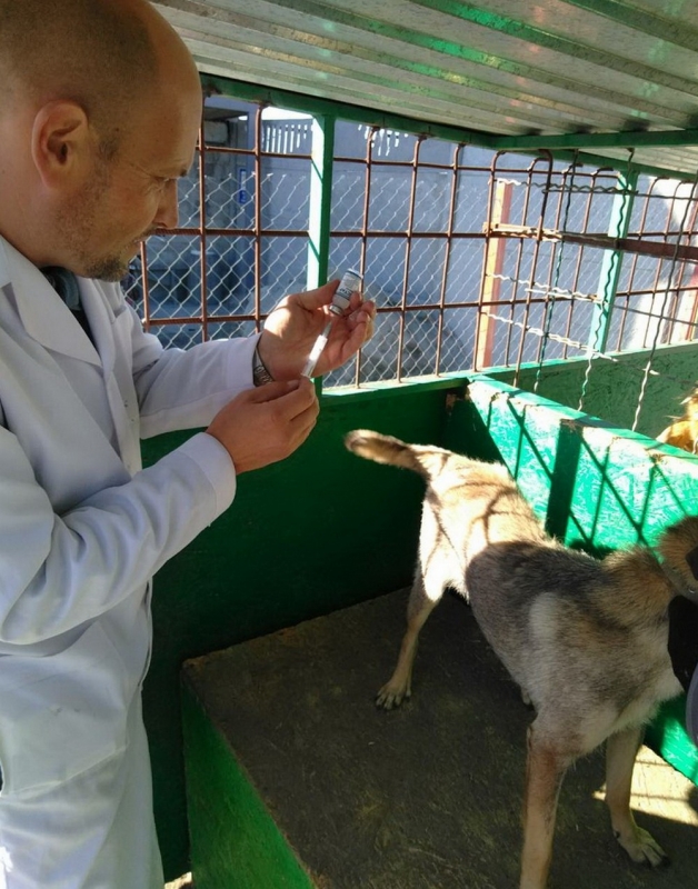 В Павлограде питомцев приюта для бездомных животных массово вакцинировали от бешенства