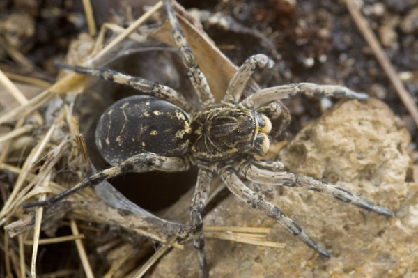 Клещи и тарантулы атакуют!