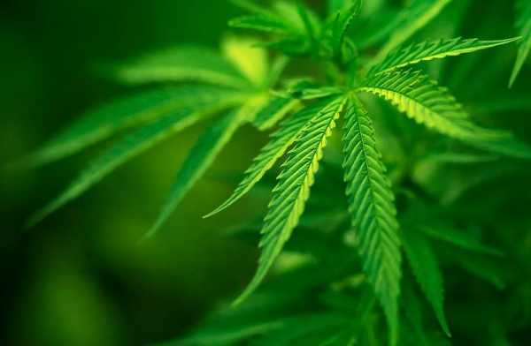 У павлоградца изъяли конопли на 3 миллиона гривен