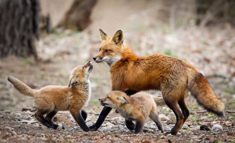 На Павлоградщине сложилась напряженная эпизоотическая ситуация по бешенству