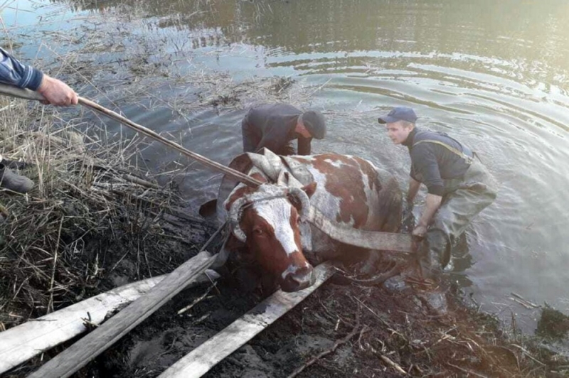 Четыре часа в холодной воде: в Терновке из реки освободили корову