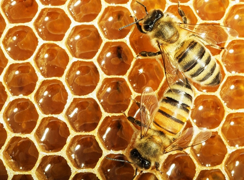 Народные приметы: 5 ноября наши предки устраивали пчелиные игры и выпивали