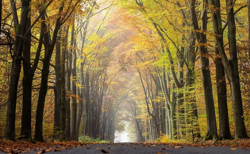 Народные приметы: с 15 ноября световой день становился все короче