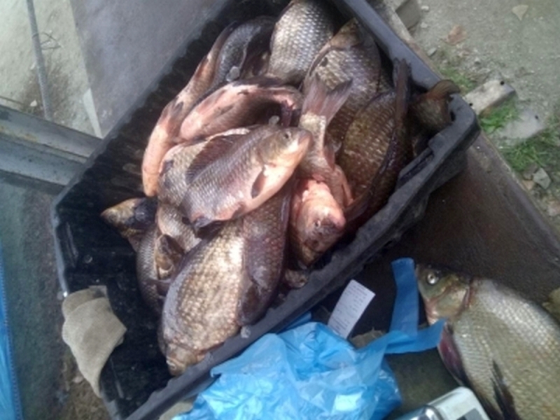 Продавцам рыбы без документов грозит штраф