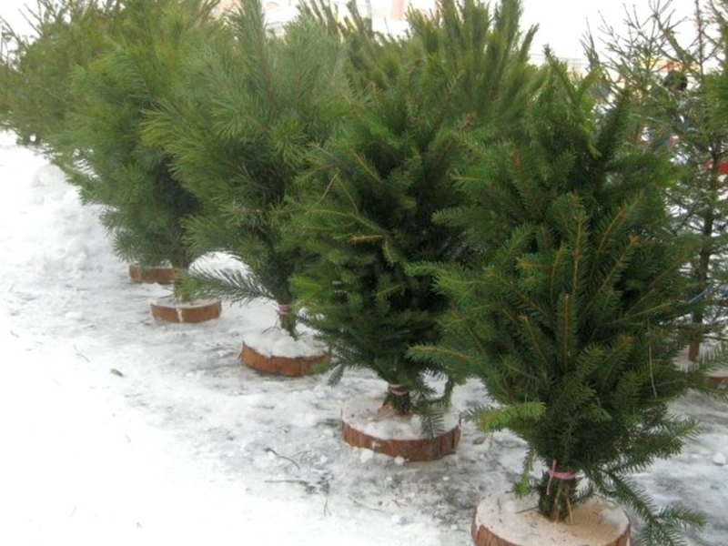 В Павлограде определили официальные места для продажи новогодних елок