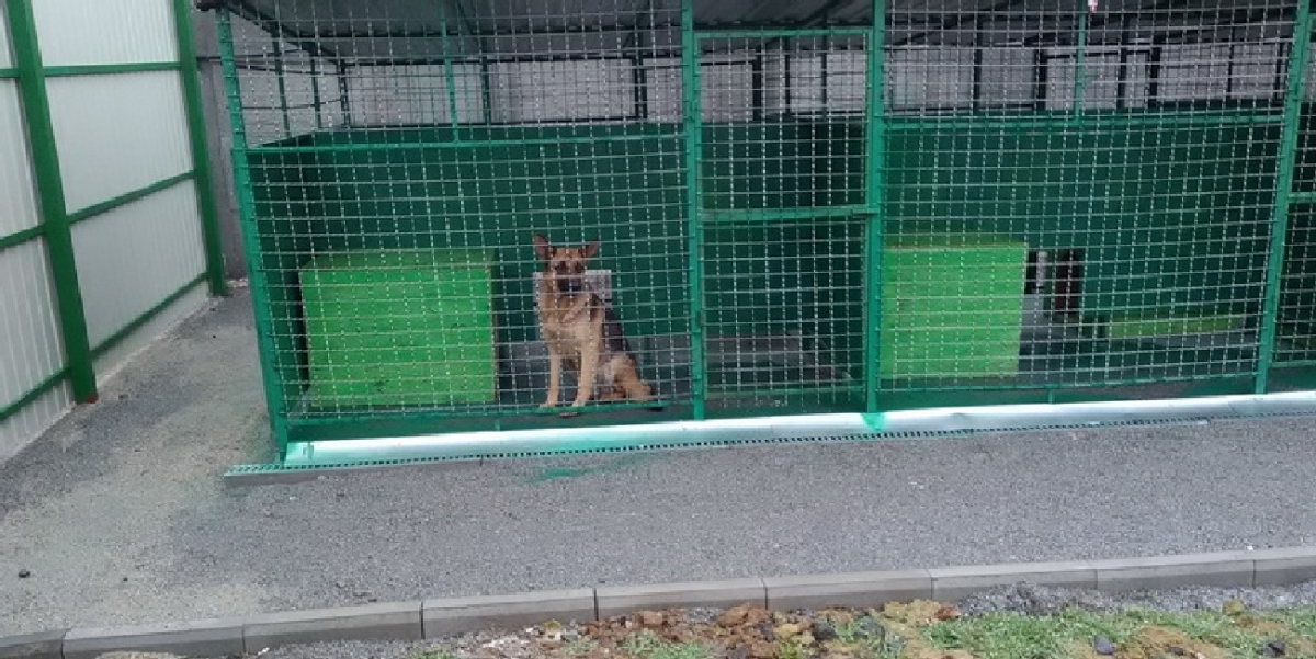 В Павлограде более 90 бездомных животных нашли себе хозяев