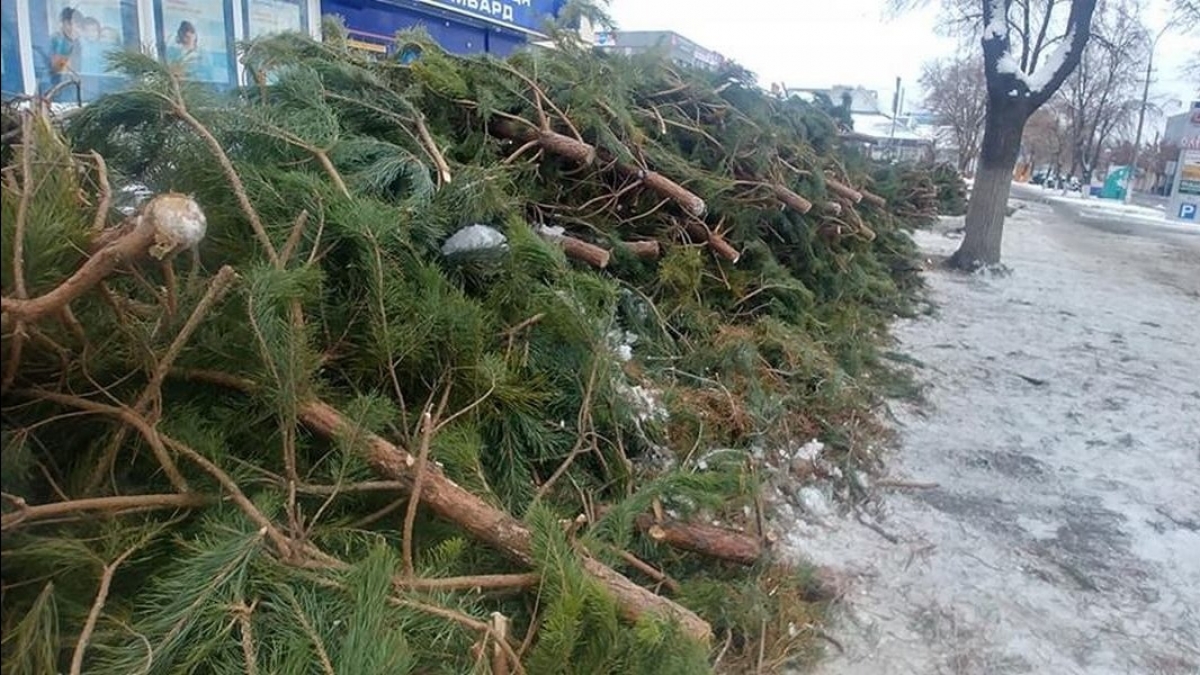 В Павлограде елочные базары превратили в «зеленую свалку»