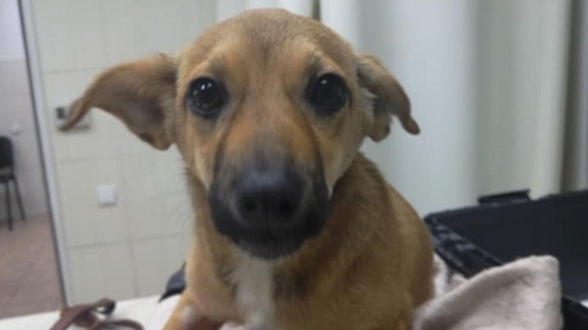 В Павлограде врачи борются за жизнь Алекса