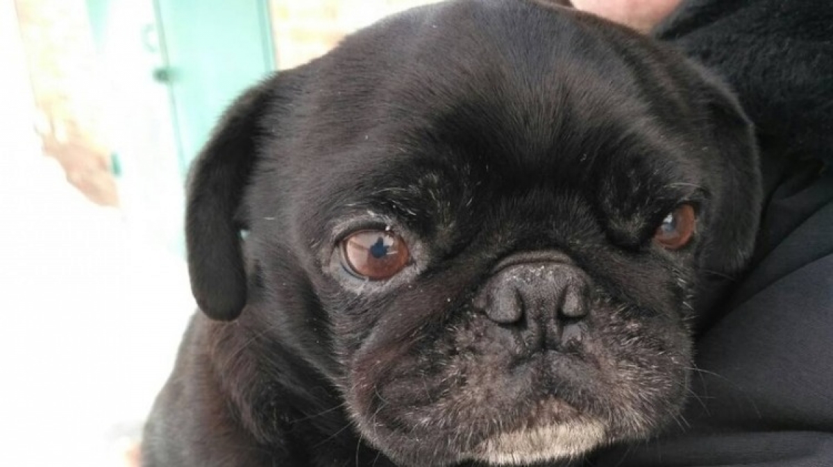 В Павлограде в районе Химзавода пес ищет своих хозяев