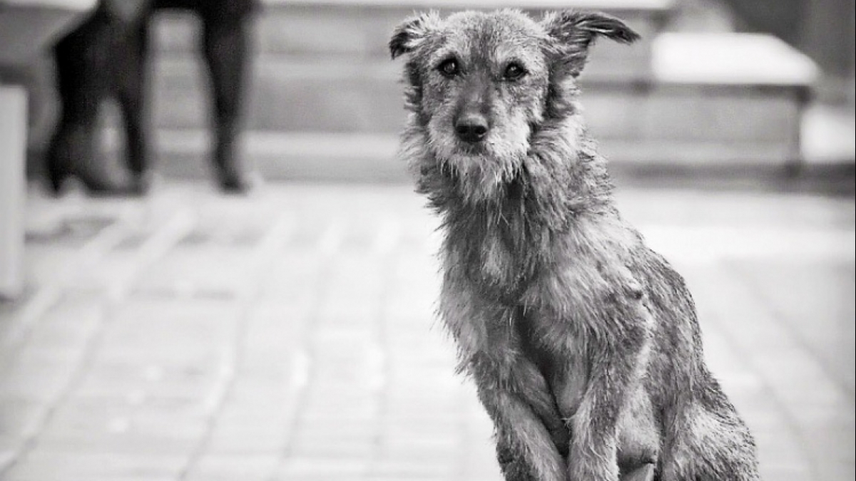 За убийство бездомных собак пенсионерку засудили на 5 лет лишения свободы