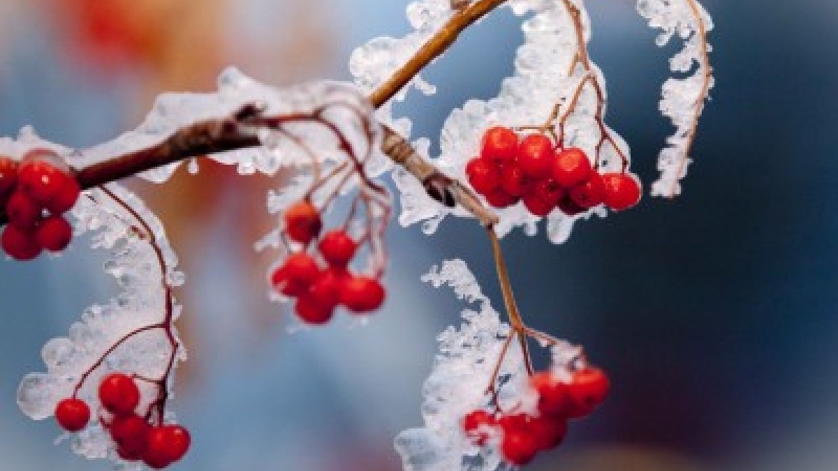 22 января в Украине без осадков, лишь днем на Закарпатье и Прикарпатье местами небольшой снег
