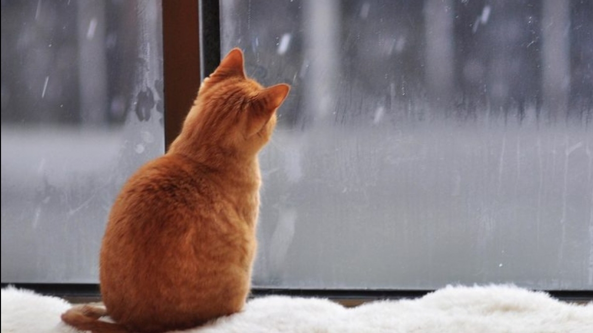 Пасмурно и без осадков - какой будет сегодня погода в Павлограде