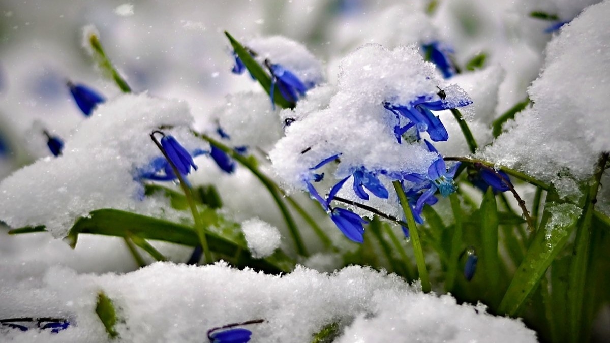 Сегодня день Алексея чудотворца - народный календарь