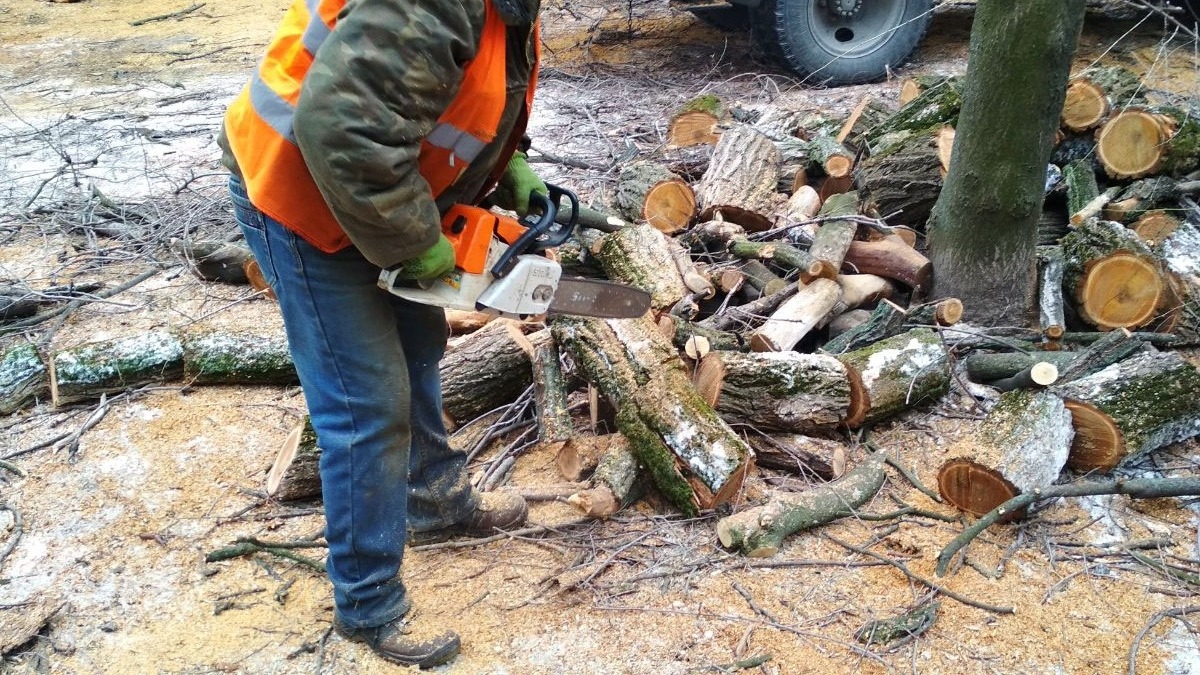 Мерия Павлограда выдала разрешение на вырубку 18 деревьев