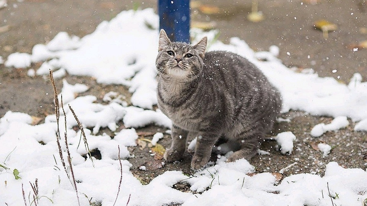 В Украину возвращается снег и мороз - синоптики