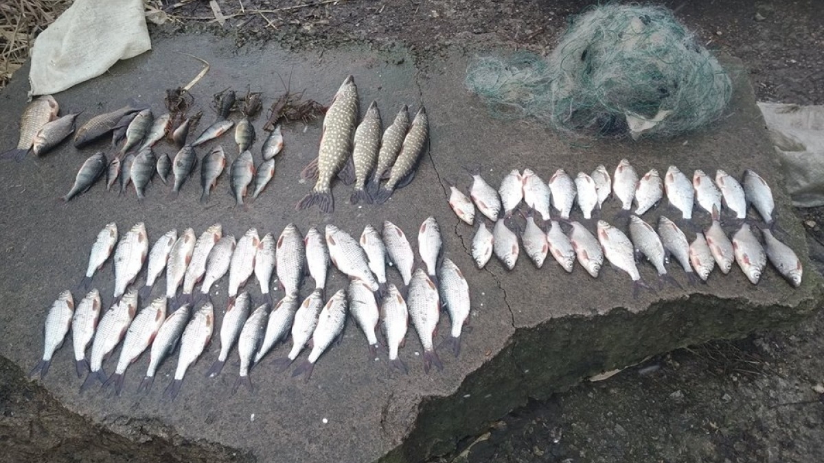 С 1 апреля стартует нерест - рыбалка запрещена