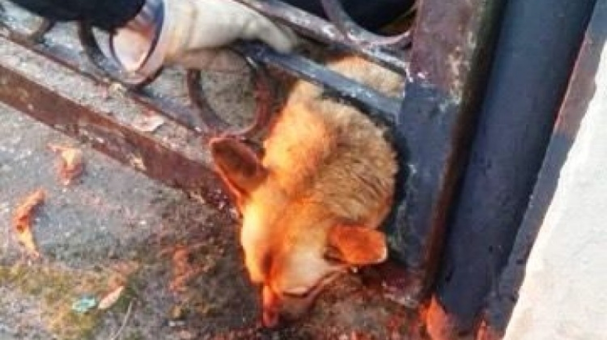 В Павлограде спасатели освободили собаку из ловушки