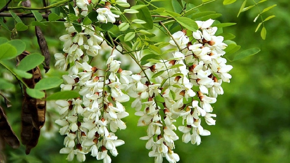 35 тысяч белых акаций высадили в Павлоградском лесхозе возле поселка Бельбес